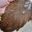 Whiting Coq de Leon Hen Saddle in Natural Ginger Speckled